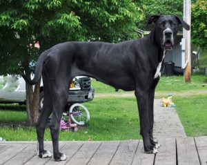 Black female great store danes